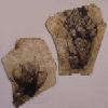 Parchment