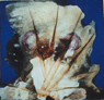 Spur With Blue, 2001